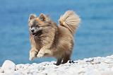 SPITZ ALLEMAND 366